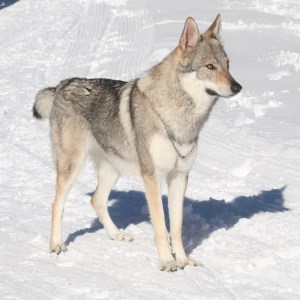 Цепочка-удавка «Dog in Focus» для чехословацкой волчьей собаки